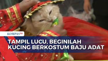 Kontes Kucing Berkostum Adat Nusantara Dalam Rangka Peringati Hari Kucing Sedunia