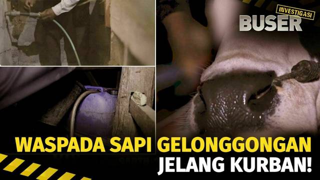 Muslihat Pedagang Sapi Gelonggongan | Buser Investigasi