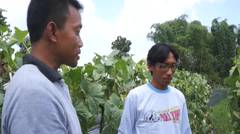 Javamas Agrophos - Petani Melon Exclusive Lamongan