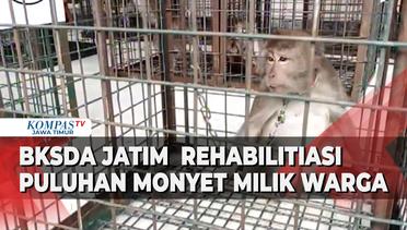 Puluhan Monyet Ekor Panjang MIlik Warga di Kabupaten Madiun Diserahkan ke BKSDA Jawa Timur