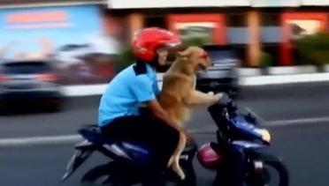 VIDEO: Anjing Pintar Ini Keliling Kota Manado Naik Sepeda Motor