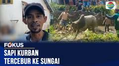 Sapi Mengamuk dan Tercebur ke Sungai Saat Hendak Diturunkan dari Pikap di Palembang | Fokus