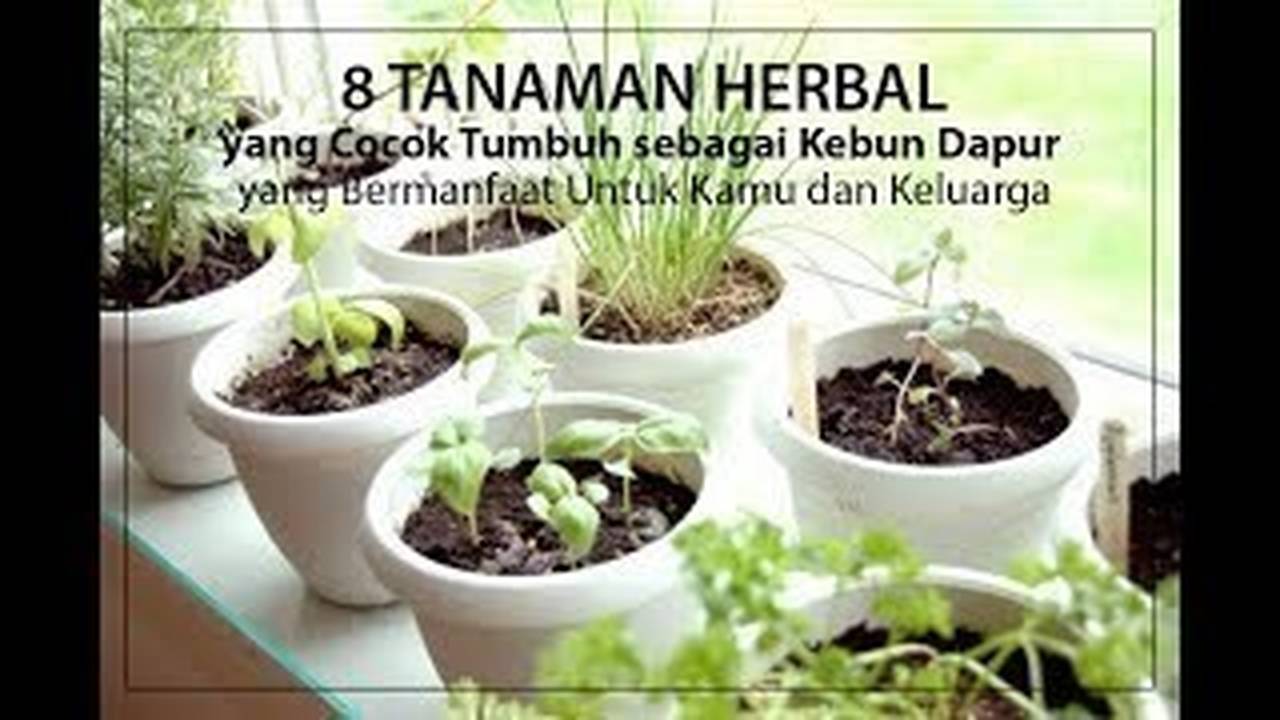 Tanaman Herbal Yang Bermanfaat Bagi Kesehatan Dan Keluarga Vidio 3041