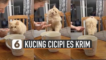 Viral Ekspresi Kucing Saat Cicipi Es Krim