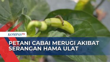 Serangan Hama Ulat dan Lalat Buah Bikin Petani Cabai di Kulon Progo Merugi Hingga Puluhan Juta!