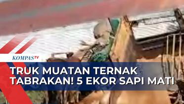 Truk Muatan Ternak Tabrakan di Tol Solo-Ngawi KM 530! 5 dari 28 Ekor Sapi Mati