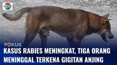 Kasus Rabies Meningkat, Tiga Orang Meninggal Terkena Gigitan Anjing | Fokus