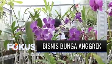 Bisnis Bunga Anggrek di Masa Pandemi, Menjanjikan dan Menyenangkan! | Fokus
