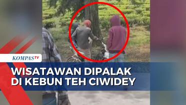 Viral! Wisatawan Dipalak di Kebun Teh Ciwidey Bandung