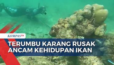 Kondisi Terumbu Karang di Perairan Banda Aceh Rusak, Ancam Kehidupan Ikan Langka