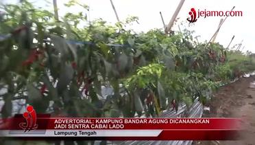 Kampung Bandar Agung Lampung Tengah Dicanangkan Jadi Sentra Cabai Lado