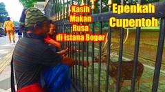 Vlog Dodi kasih makan Rusa di Istana Bogor