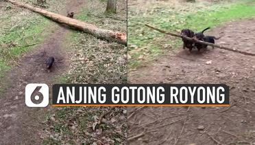 Saling Membantu, Momen Anjing Gotong Royong Bawa Ranting Pohon