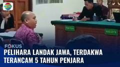 Pelihara Landa Jawa, I Nyoman Sukena Terancam Penjara | Fokus