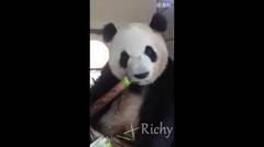Panda Lucu Asyik Nguyah..