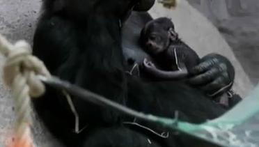 Segmen 3: Bayi Gorila Lahir di Kebun Binatang Praha