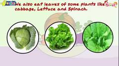 Uses of Plants for Kids