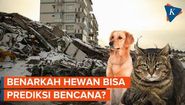 Viral Reaksi Anjing Saat Gempa Turki, Hewan Bisa Prediksi Cuaca hingga Bencana?