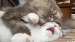 Kucing Makan Sambil Tidur
