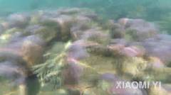 XIAOMI YI - Underwater Test