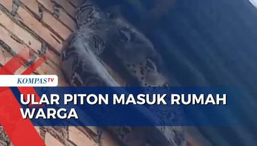Heboh! Ular Piton Sepanjang 6 Meter Masuk Rumah Warga di Palembang