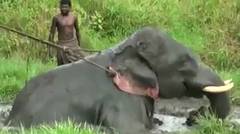 Moment dramatis Ketika Gajah membantu manusia menolong gajah
