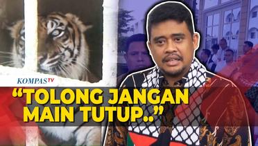 Bobby Nasution Jawab Desakan Medan Zoo Tutup Usai Kasus Harimau Mati