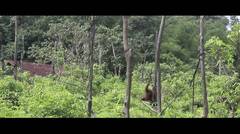 Short Video Documentary - Orangutan Lifesaver
