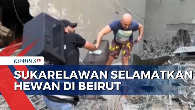 Dampak Serangan Israel, Sukarawalan Selamatkan 190 Kucing dan Anjing di Beirut