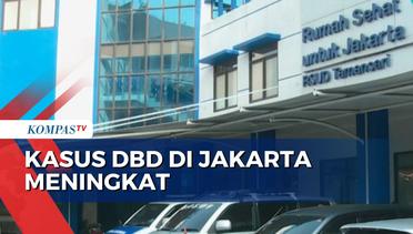 Kasus DBD di Jakarta Meningkat, Jakarta Barat Terbanyak!