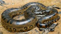 Ini loch ular ular terbesar di dunia
