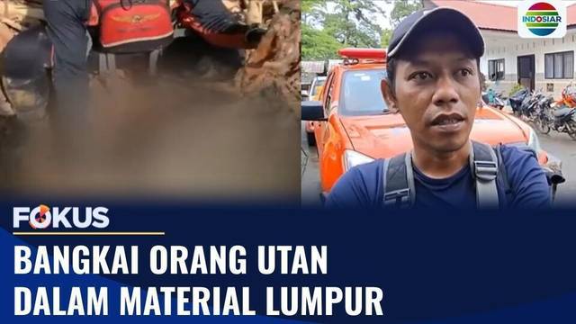 Miris! Bangkai Orang Utan Tapanuli, Primata Terlangka Dunia, Ditemukan Usai Banjir Sumut | Fokus