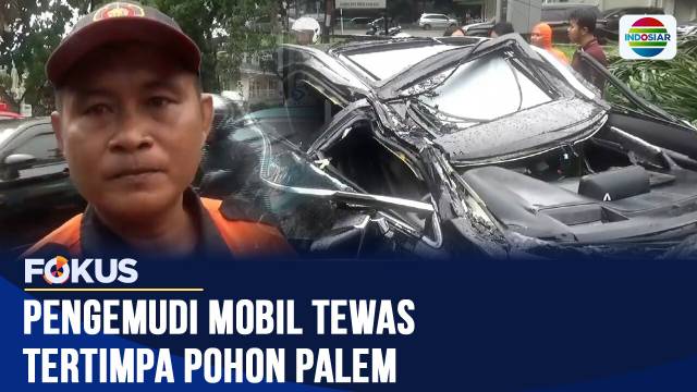 Pengemudi Mobil Tewas Tertimpa Pohon Palem di Pondok Indah Saat Hujan Disertai Angin Kencang | Fokus