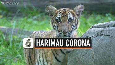 Kasus Baru, Harimau di New York Positif Corona
