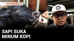 Bukan Main, Sapi Suka Minum Kopi | Liputan 6