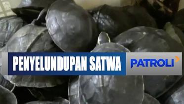 Petugas Gagalkan Penyelundupan Ribuan Satwa dari Sumatra Menuju Jakarta - Patroli