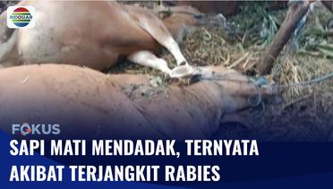 Sapi di Bali Terinfeksi Rabies, Mendadak Mati dengan Gejala Tak Wajar | Fokus