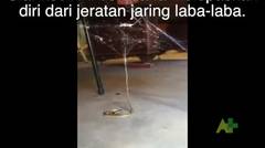 Aksi Ular Berbisa Lepaskan Diri dari Jeratan Jaring Laba-Laba - YouTube