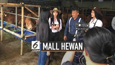Melihat Mall Hewan Kurban H. Doni Ditunggu Oleh SPG Cantik