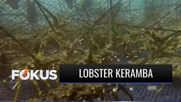 Budidaya Lobster dengan Menggunakan Keramba di Dasar Laut | Fokus