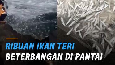 Ribuan Ikan Teri Beterbangan di Pantai Selatan Yogyakarta, Nelayan Panen Dadakan