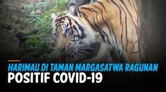 Dua Harimau Positif Covid-19 di Taman Margasatwa Ragunan Sudah Membaik