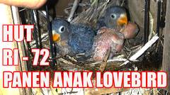 MERDEKA !! PANEN Anak Burung Lovebird Kandang Soliter Dan koloni PART 7