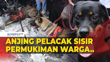 Anjing Pelacak Diterjunkan Cari Warga Hilang Kebakaran Hebat Depo Pertamina Plumpang