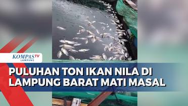 Puluhan Ikan Nila Mati Masal di Lampung Barat