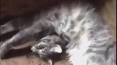 Video Kucing Mengemaskan