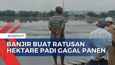 Terendam Banjir, Ratusan Hektare Sawah di Desa Sukorejo Grobogan Gagal Panen
