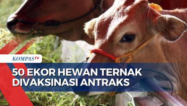 Kementerian Pertanian Vaksinasi Antraks 50 Ekor Hewan Ternak di Pedukuhan Kropak, Gunungkidul!
