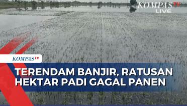 Gagal Panen Gara-Gara Sawah Terendam Banjir, Petani di Grobogan Merugi Rp2,8 M