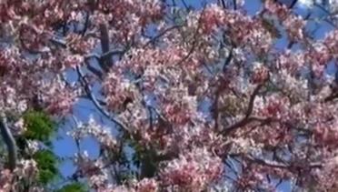 Unjuk Rasa Bidan PTT di Gambir hingga Bunga Sakura Hiasi Sumba